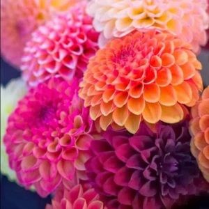 Meet your Posher, Evette